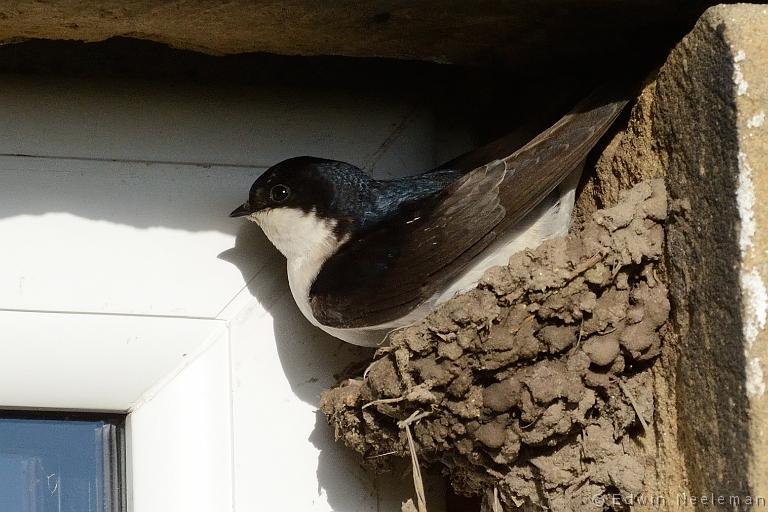 ENE-20120612-0230.jpg - [nl] Huiszwaluw ( Delichon urbica  | Waren Mill, Budle Bay, Northumberland, Engeland[en] House Martin ( Delichon urbica  | Waren Mill, Budle Bay, Northumberland, England